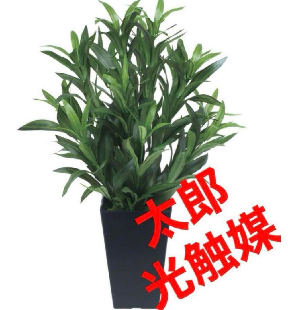 光触媒　人工観葉植物　ウォールグリーン　フェイクグリーン　スパイダー