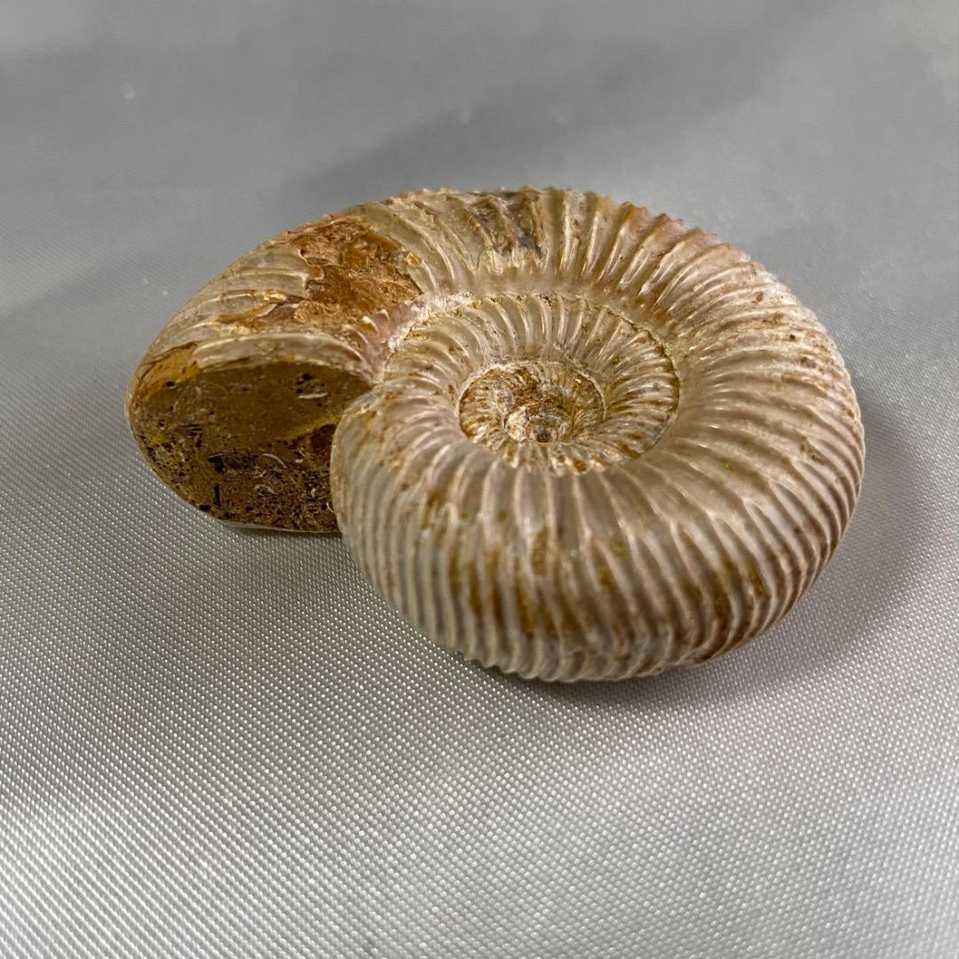 天然 アンモナイト 化石 菊葉模 縫合線 標本 鉱物 原石 約38g