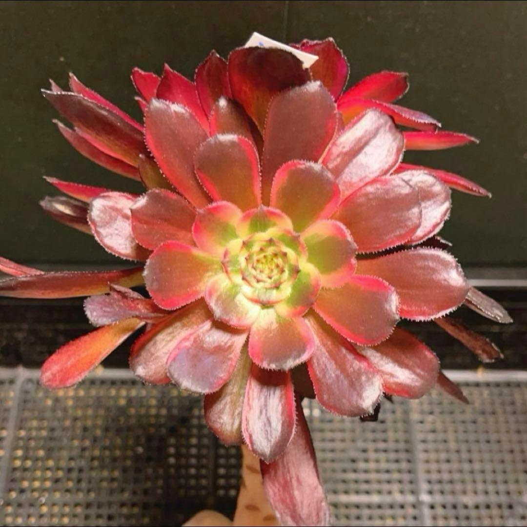 86#多肉植物アエオニウム錦❤️紅顏❤️2大頭16cm拔き苗