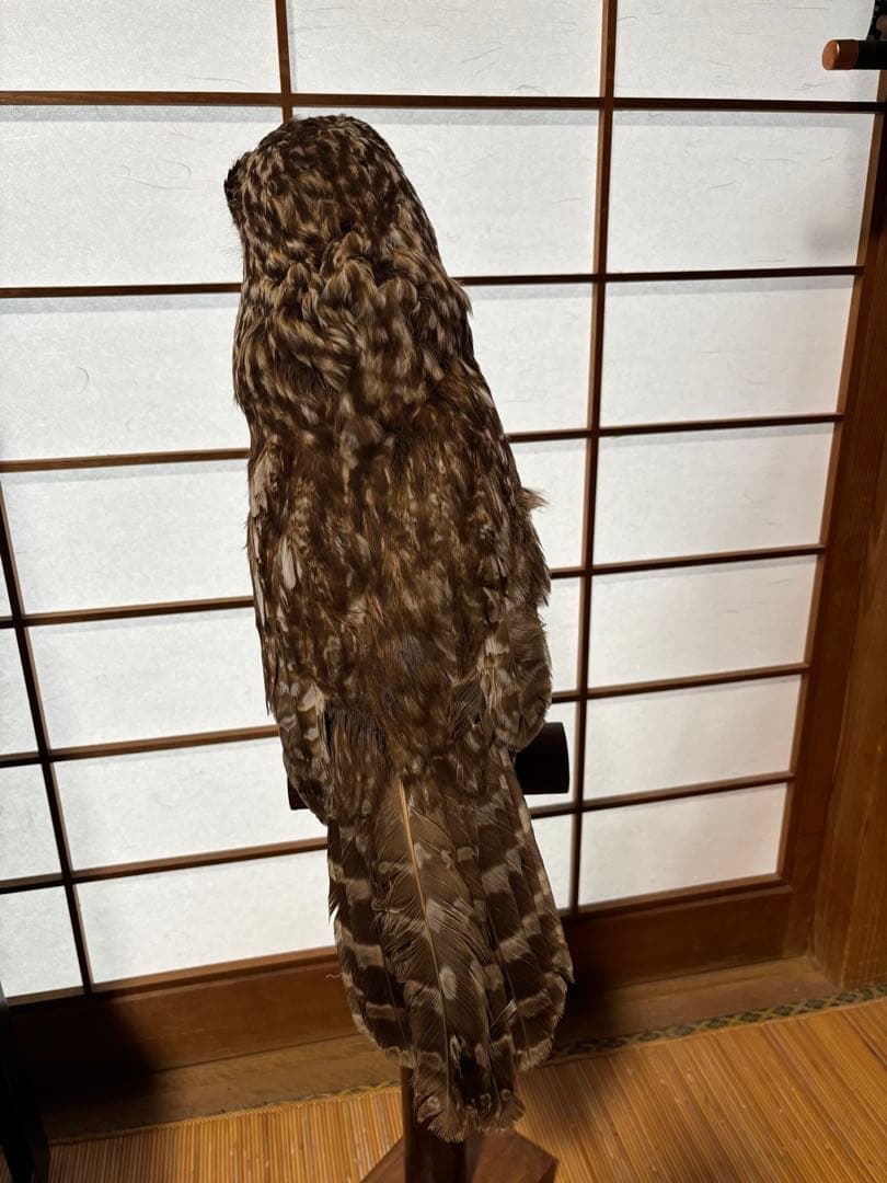キンメフクロウの置物 木製スタンド付き 約40cm