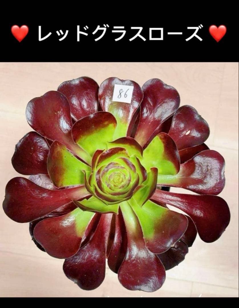 27#多肉植物アエオニウム❤️ レッドグラスローズ ❤️1大頭24cmカット苗