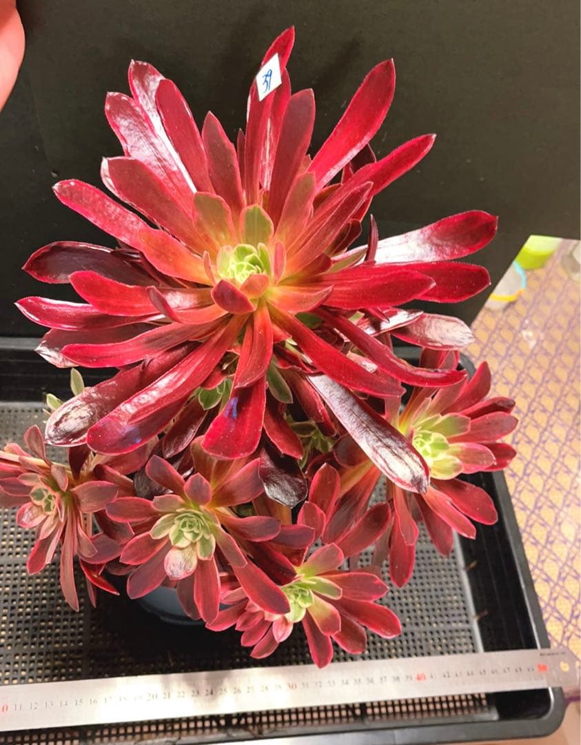 30#多肉植物❤️アエオニウム錦❤️ウエディングドレス❤️1大頭20小頭33cm拔き苗