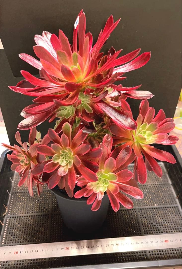 30#多肉植物❤️アエオニウム錦❤️ウエディングドレス❤️1大頭20小頭33cm拔き苗
