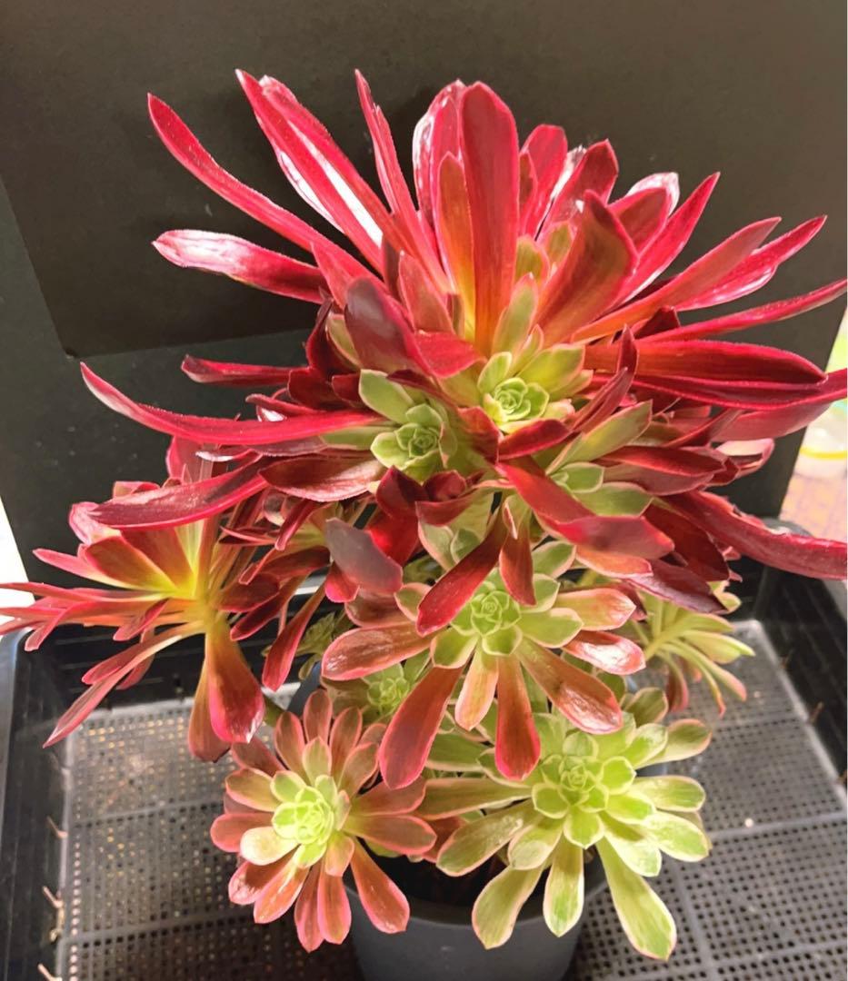30#多肉植物❤️アエオニウム錦❤️ウエディングドレス❤️1大頭20小頭33cm拔き苗
