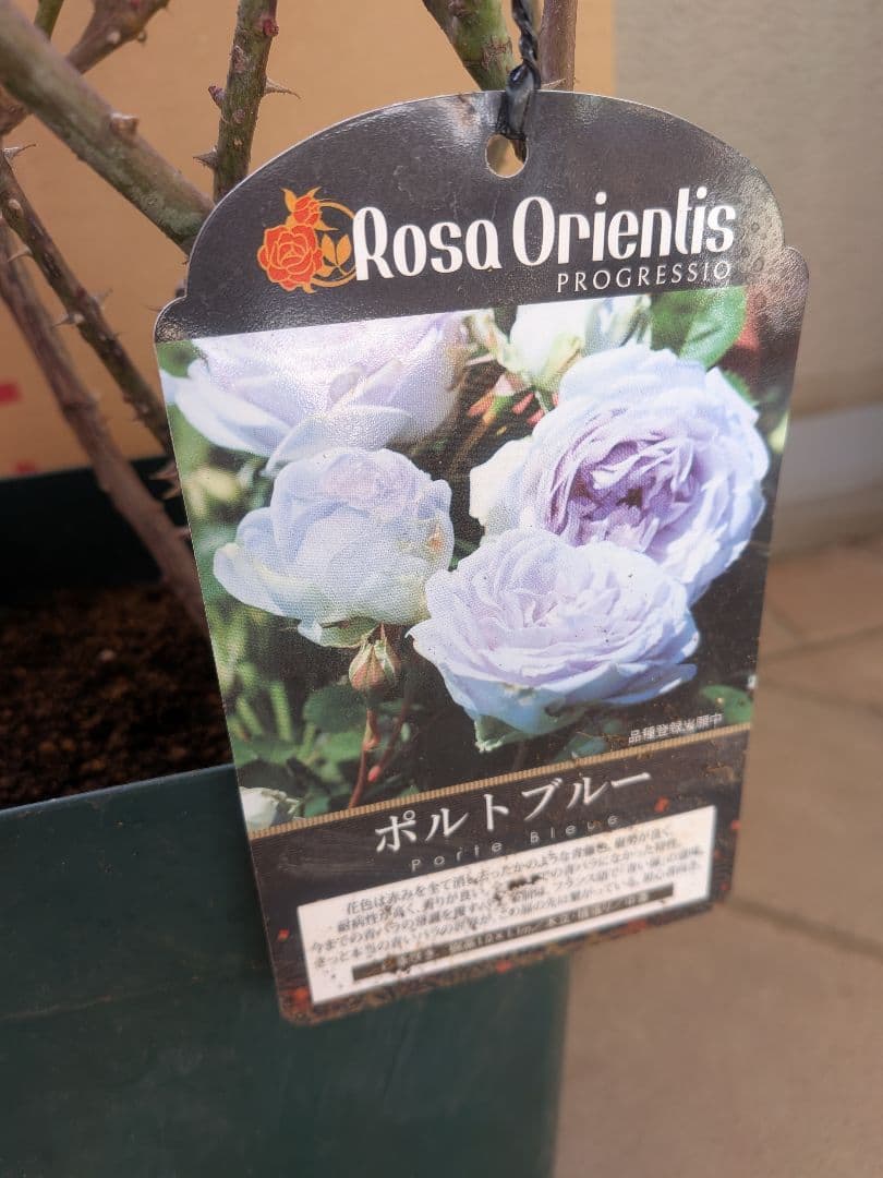 バラ大苗　ポルトブルー