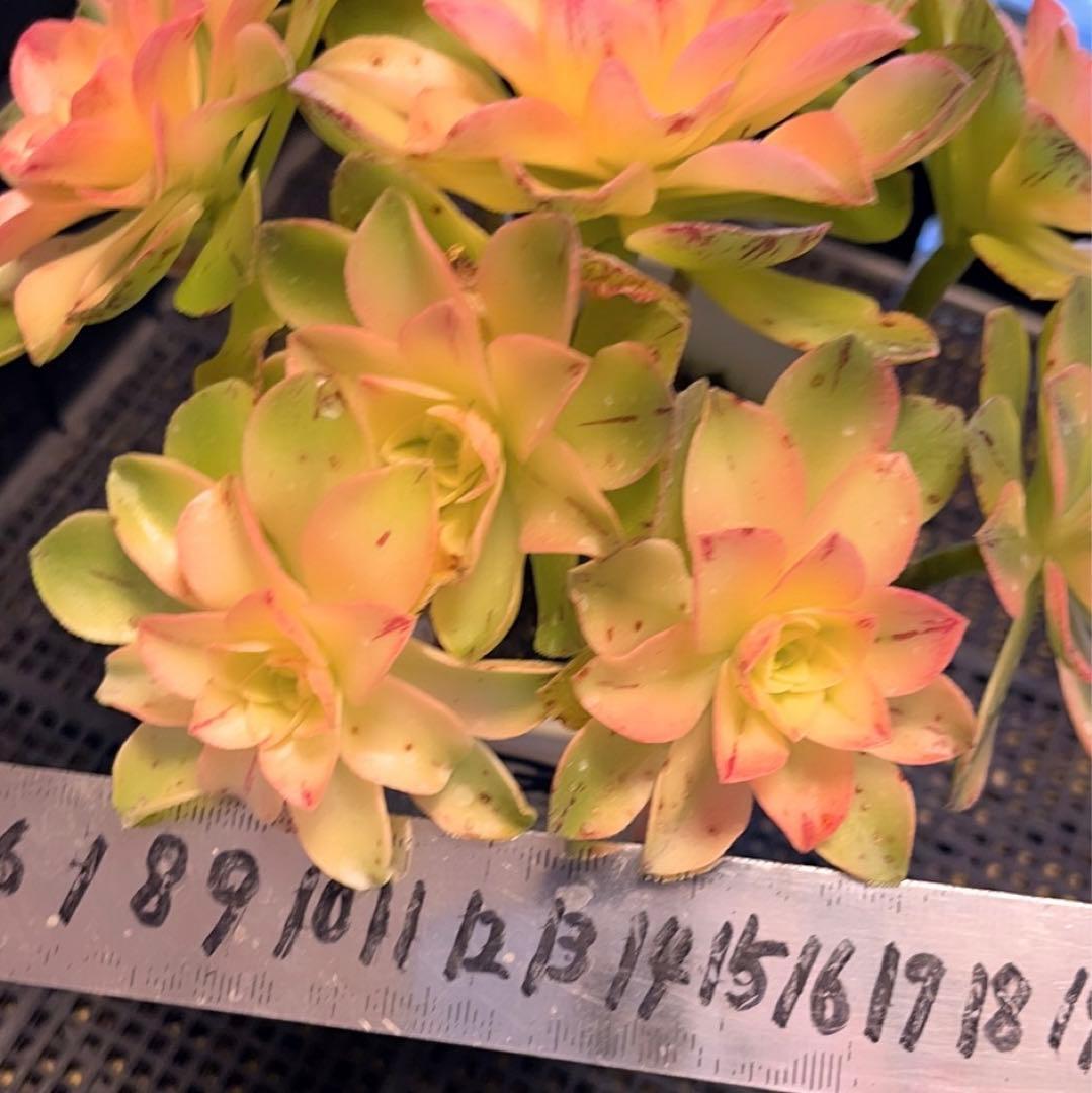 62#多肉植物❤️アエオニウム錦❤️ホロスパツラツム錦❤️9頭19cm拔き苗
