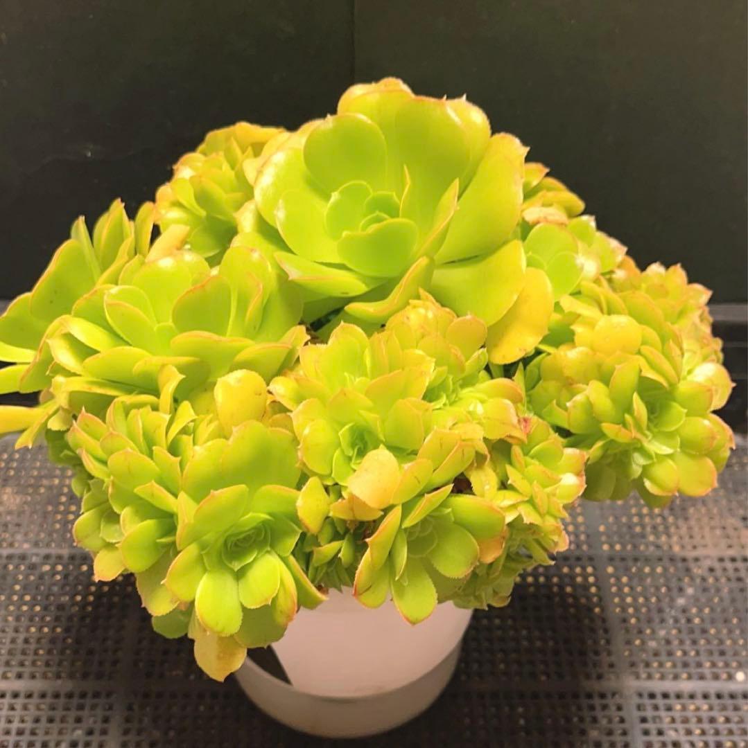 28# 多肉植物 アエオニウム ❤️小葉香炉皿法師セッカ❤️27cm拔き苗