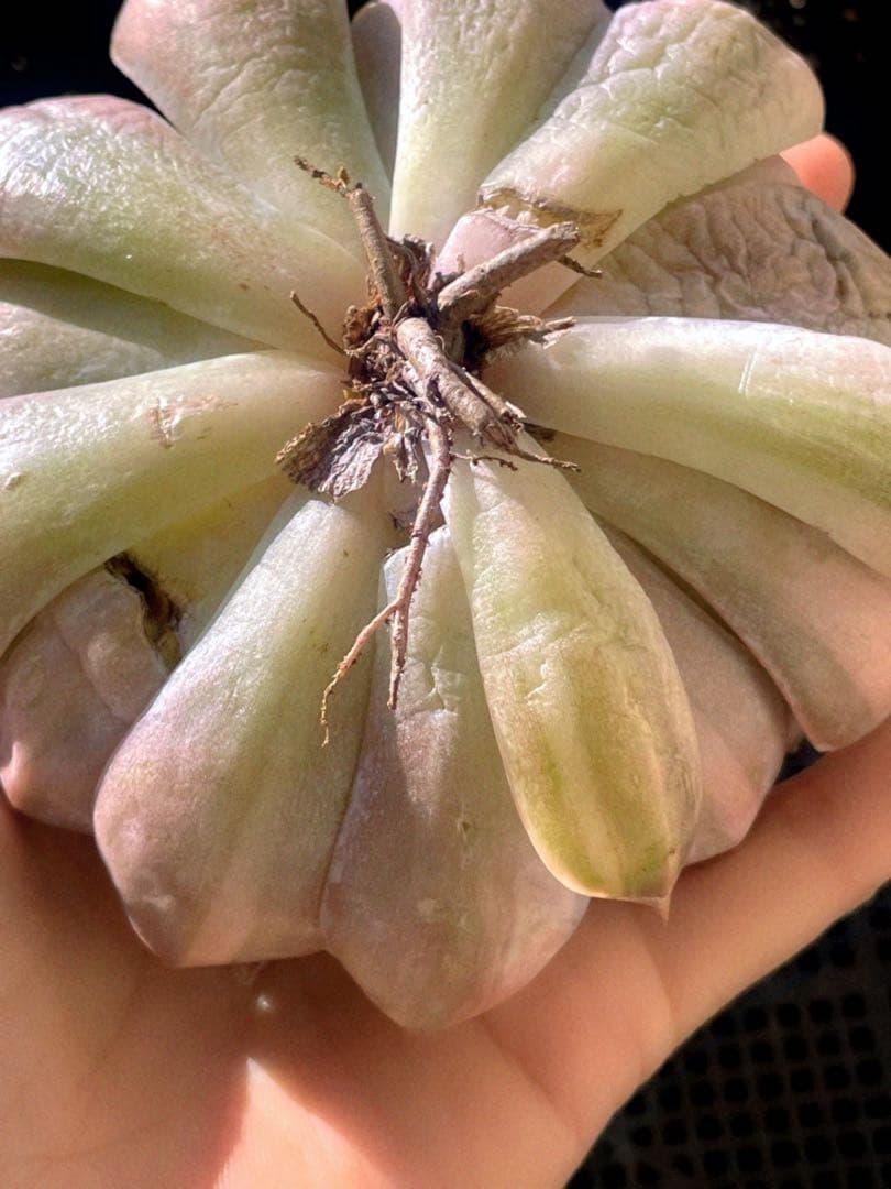 フィオナ錦　ビッグサイズ　多肉植物　エケベリア
