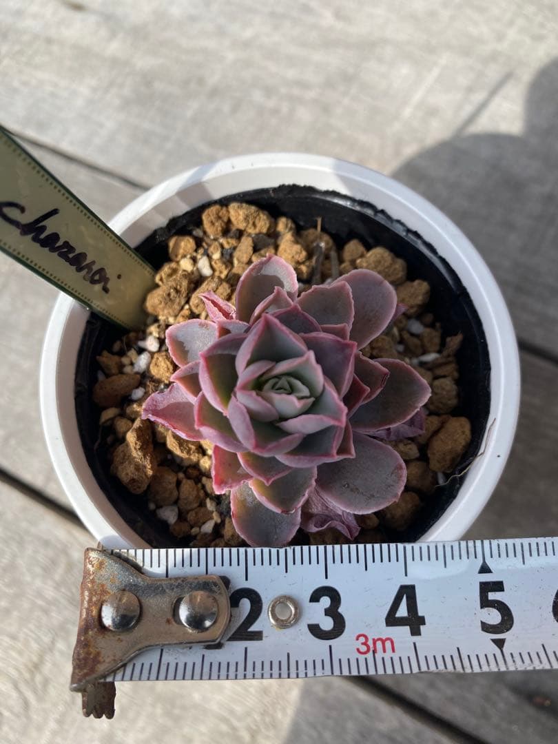 1 原種　チャザロイ　Chazaroi エケベリア 多肉植物