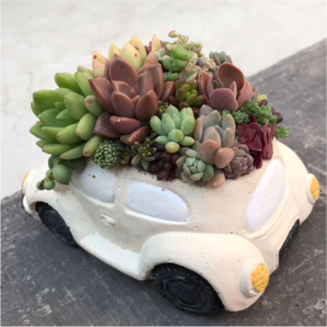 ★多肉 寄せ植え〜flower 29car  white〜★