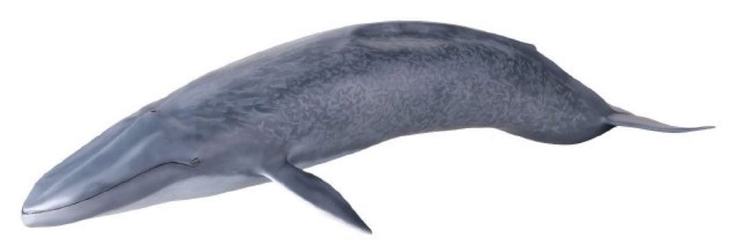【メガソフビアドバンス】 シロナガスクジラ　海洋堂　松村しのぶ　完成品　未開封品