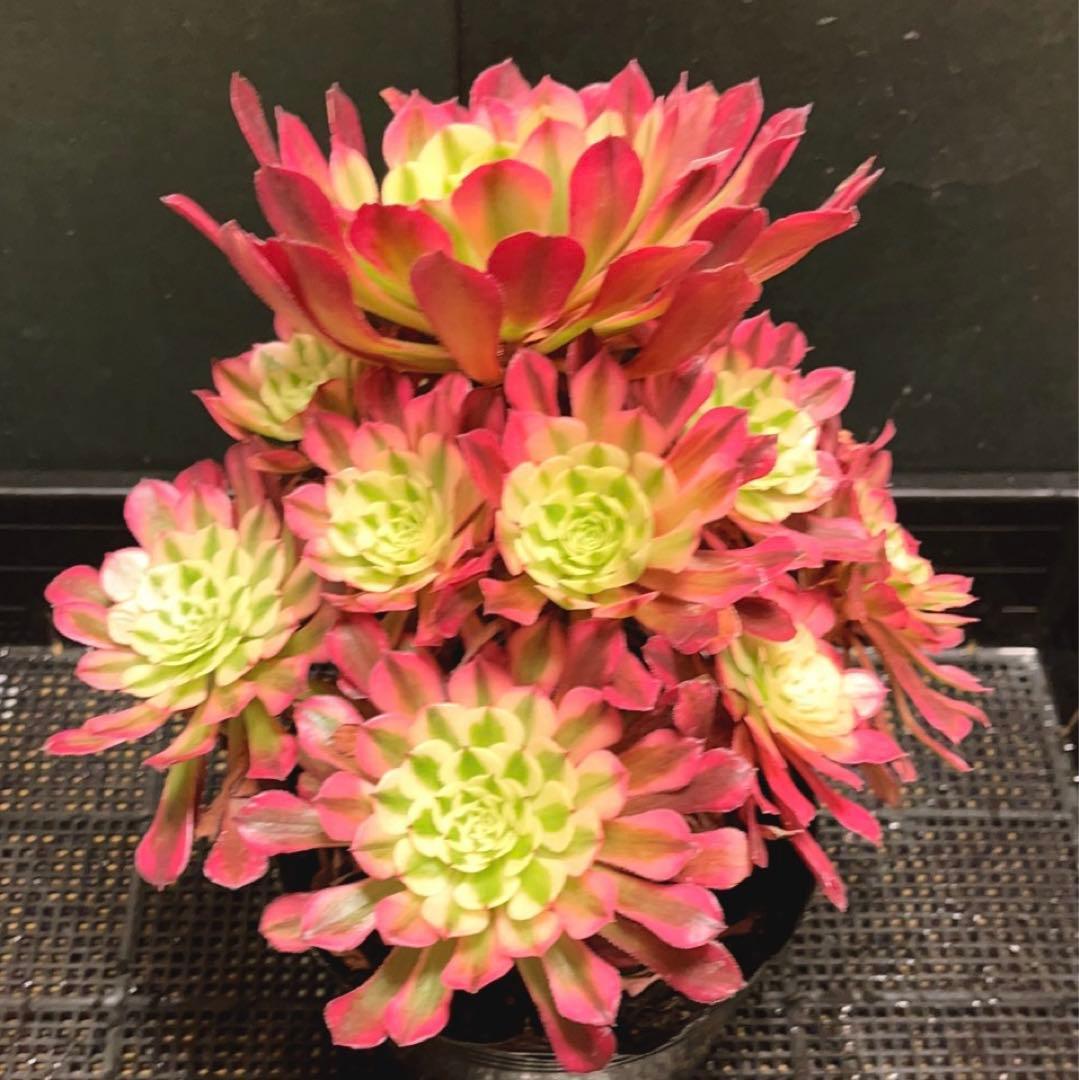73#多肉植物❤️アエオニウム錦❤️ガーネット白斑錦❤️15頭22cm拔き苗