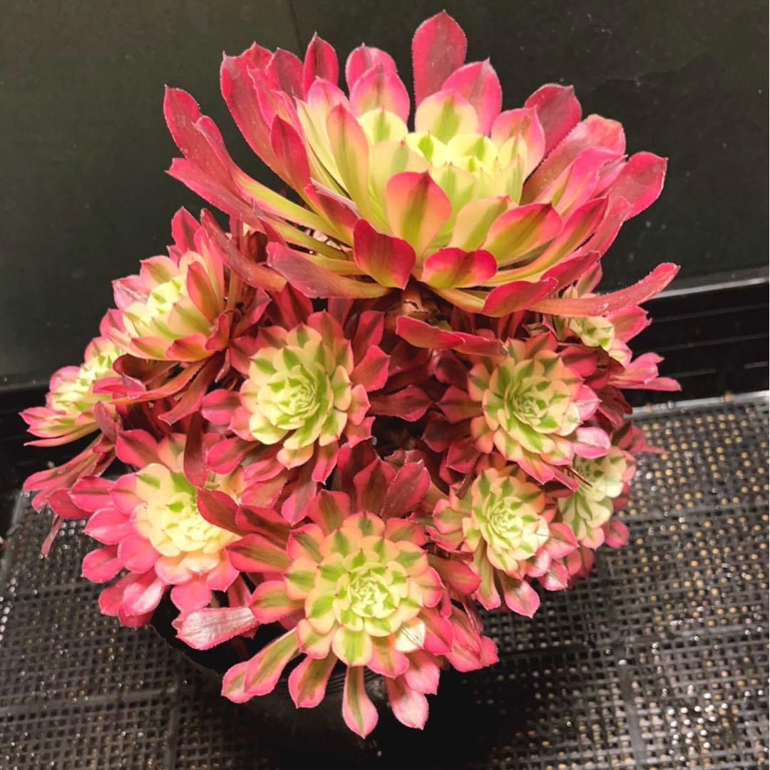 73#多肉植物❤️アエオニウム錦❤️ガーネット白斑錦❤️15頭22cm拔き苗