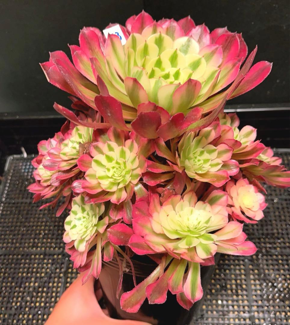 73#多肉植物❤️アエオニウム錦❤️ガーネット白斑錦❤️15頭22cm拔き苗