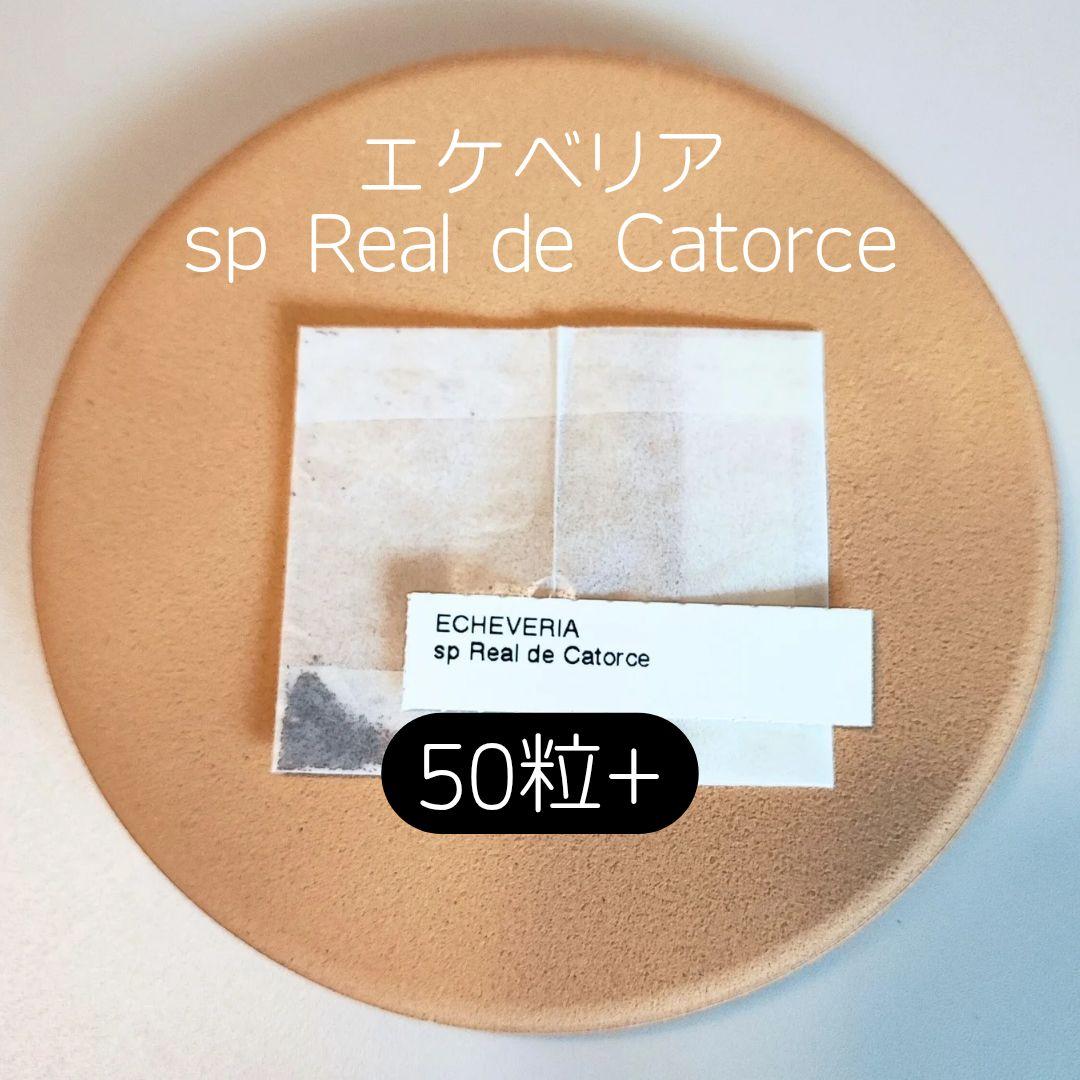 サイダー様 リクエスト 5点 まとめ商品