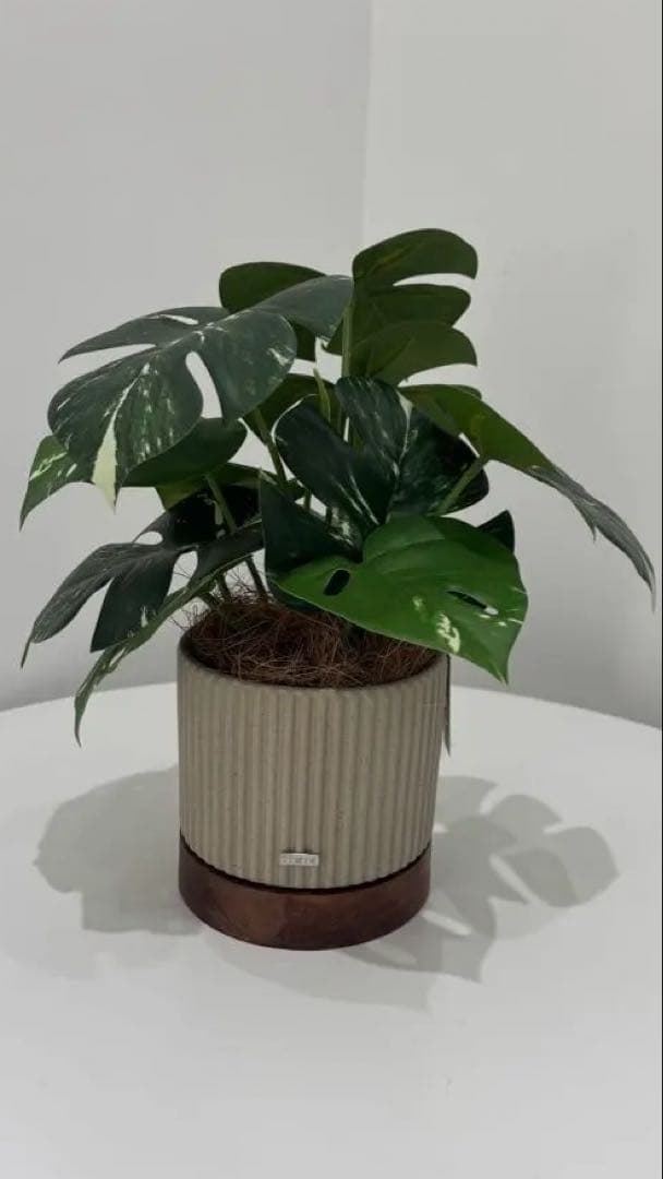 モンステラ 観葉植物　フェイクグリーン