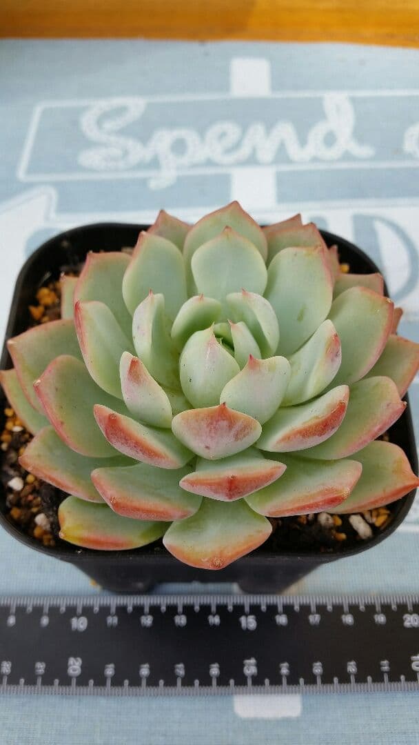 Prizum 特大 (韓国苗)
