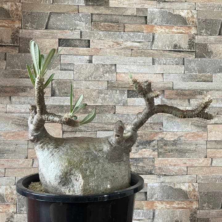人気種　パキポディウム　グラキリス　  塊根植物　コーデックス