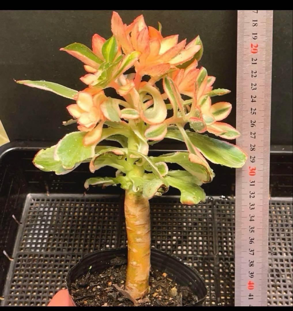 6#多肉植物アエオニウム錦❤️ 燕姿錦❤️7頭20cm拔き苗