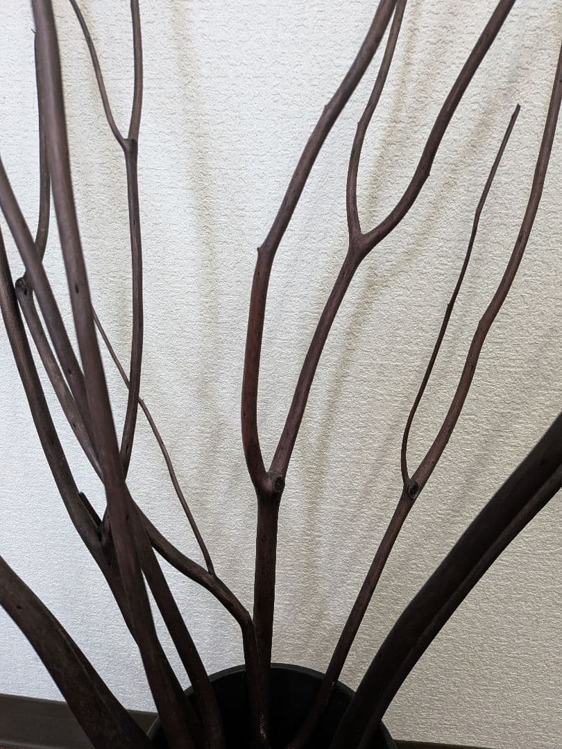 アロマブランチ aroma branch ／ ベース