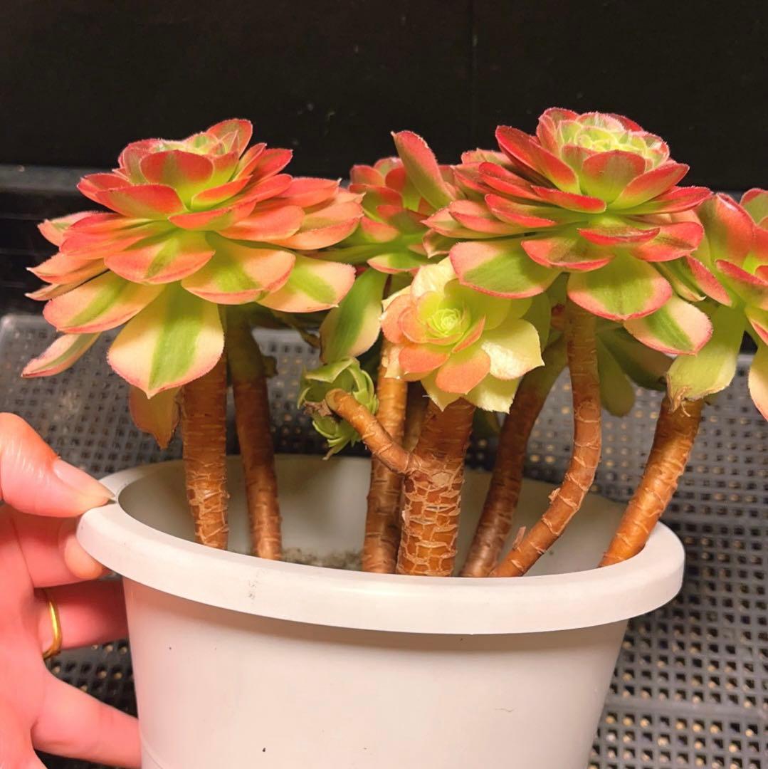 100#多肉植物アエオニウム錦❤️青マンゴー❤️ミルクホワイト錦❤️7頭24cm拔キ苗