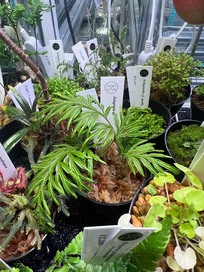 その他観葉植物 Selaginella sp. Borneo