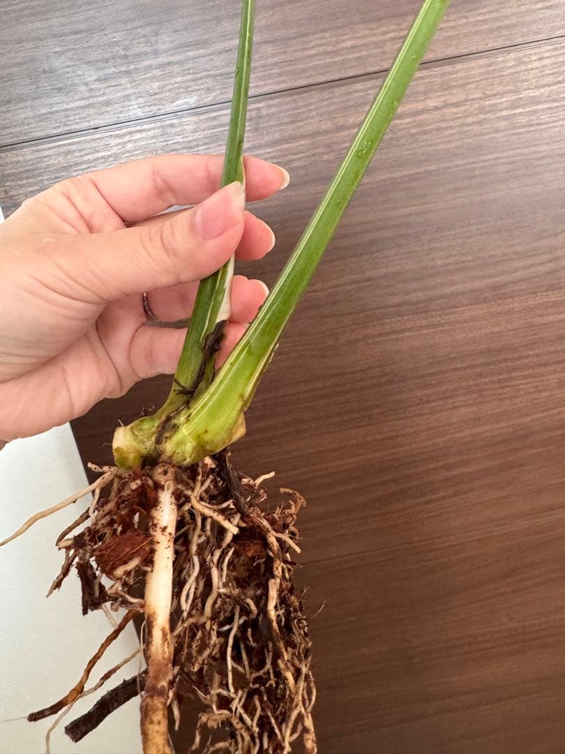 ひ*か様 【超希少】モンステラ デリシオーサ レガシー　極上茎2芽付き　しっかり