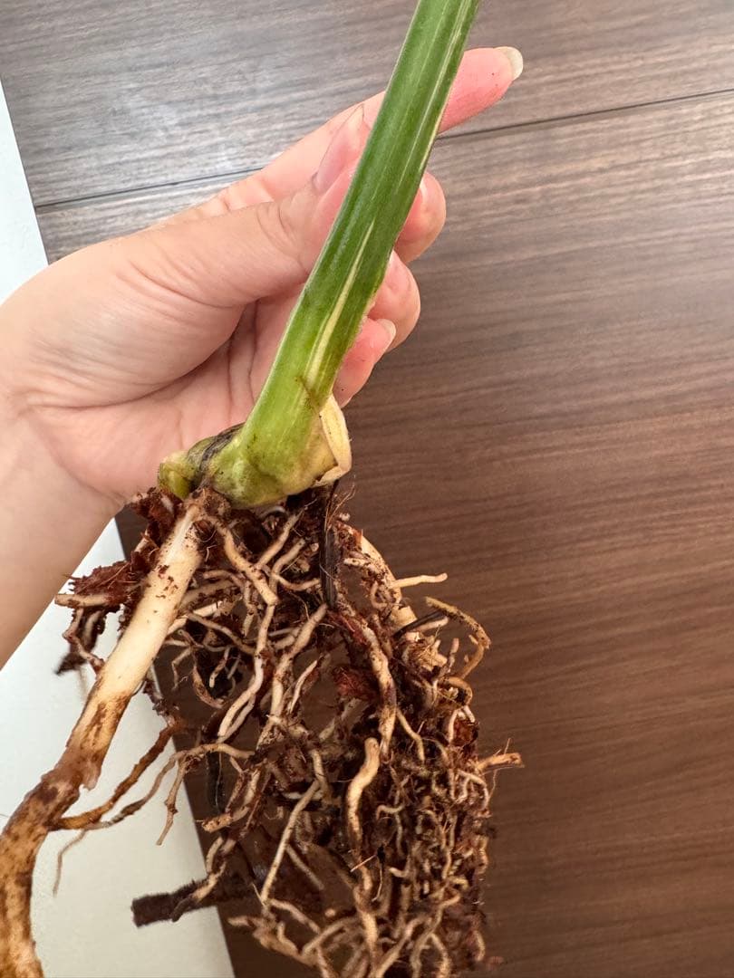 ひ*か様 【超希少】モンステラ デリシオーサ レガシー　極上茎2芽付き　しっかり