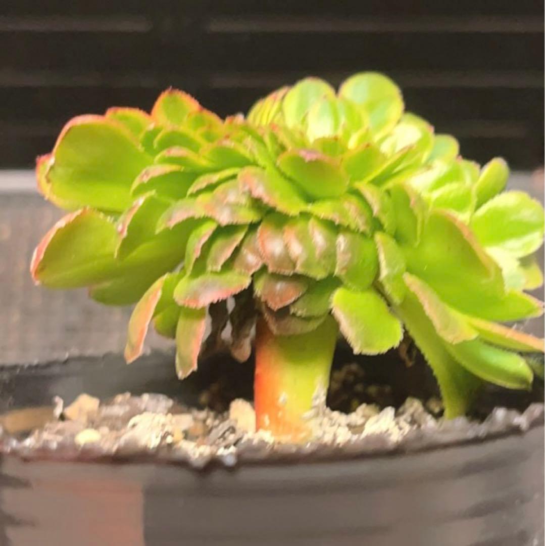 95 #多肉植物ア工オ二ウム錦❤️朝霞錦*NIKA セッカ❤️6cm拨き苗