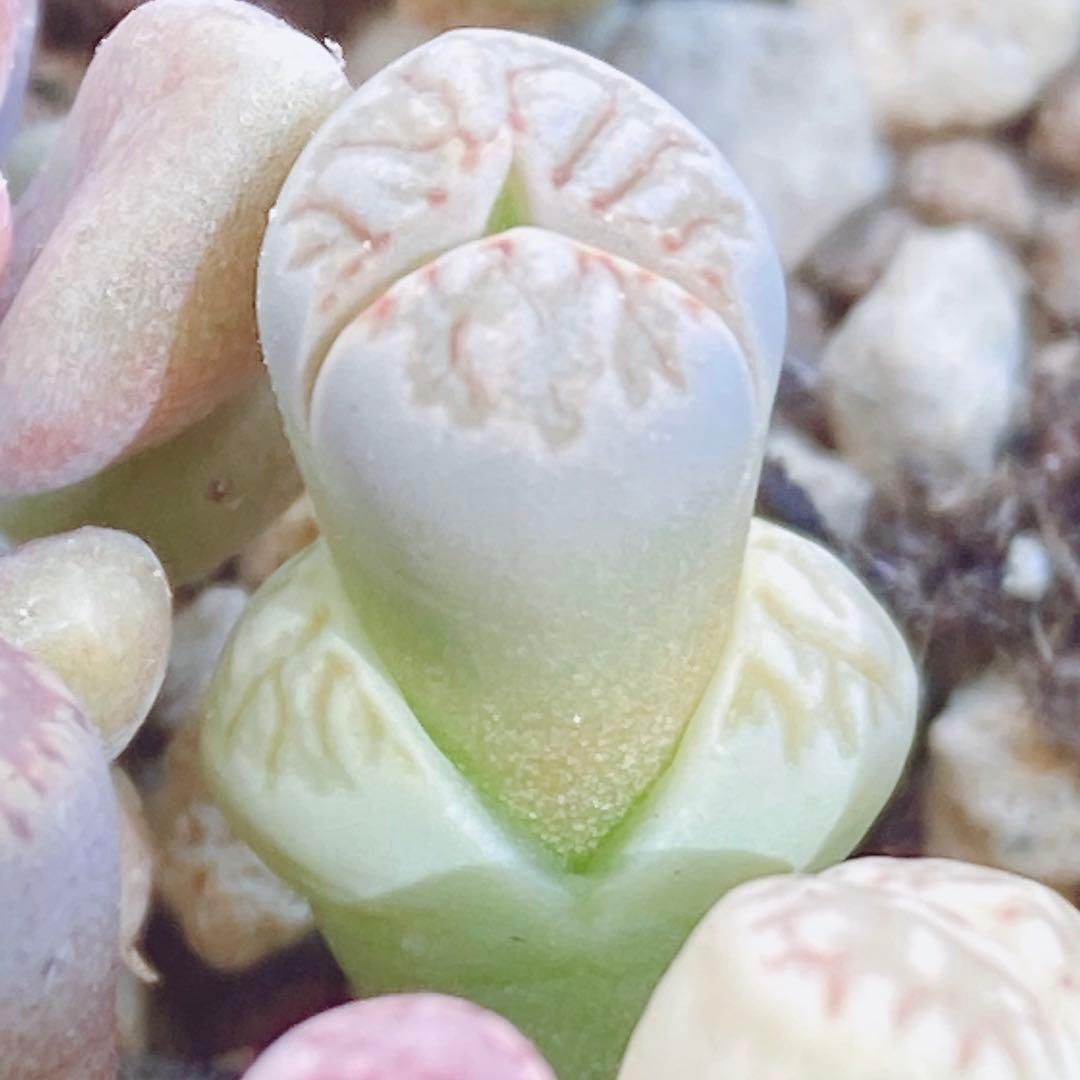 匿名配送♡レア♡ 多肉植物　リトープス　おばけ　3面　極美苗♡