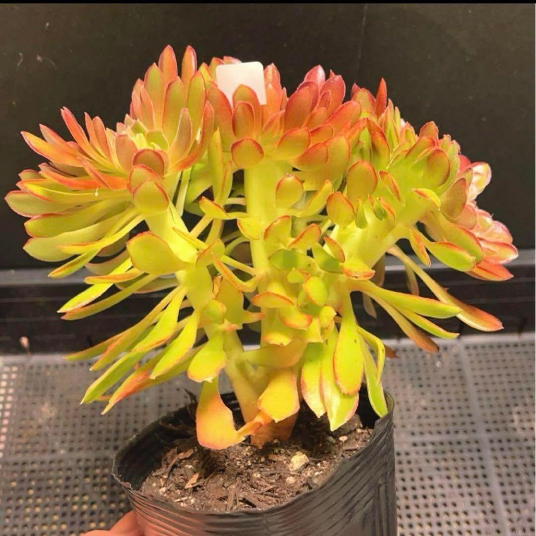 25#多肉植物アエオニウム❤️ ナガ女王 セッカ ❤️19cm拔き苗