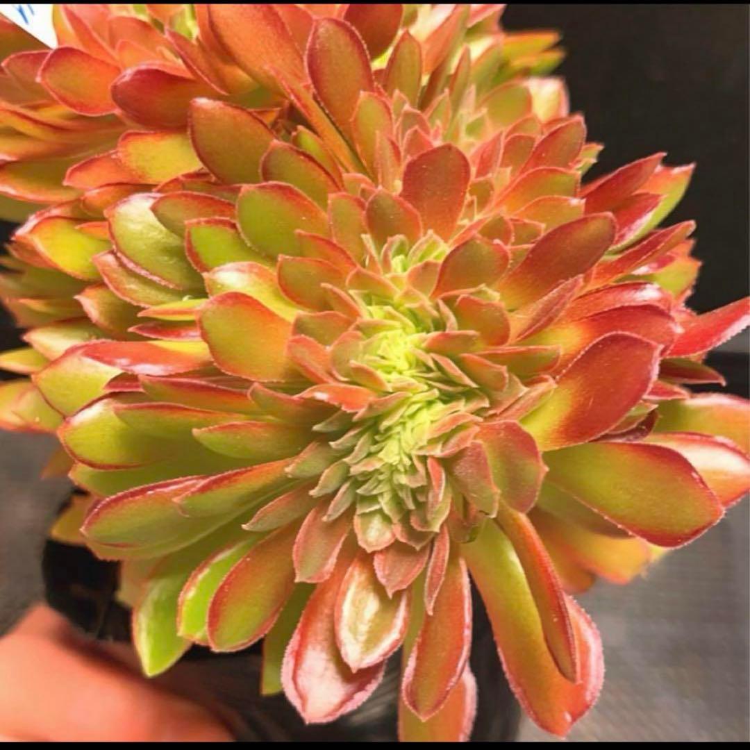 25#多肉植物アエオニウム❤️ ナガ女王 セッカ ❤️19cm拔き苗