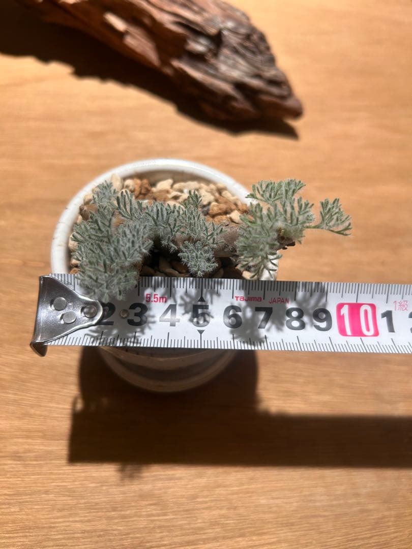 モンソニア　ムルチフィダ　陶器鉢付き