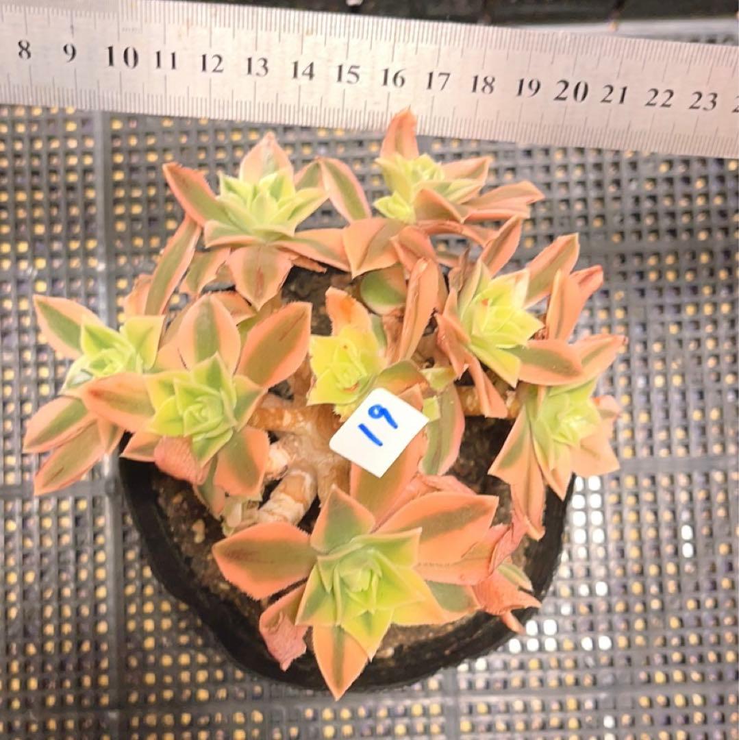 19#多肉植物❤️アエオニウム錦❤️ もみじ❤️枫葉❤️9-11頭14cm拔き苗