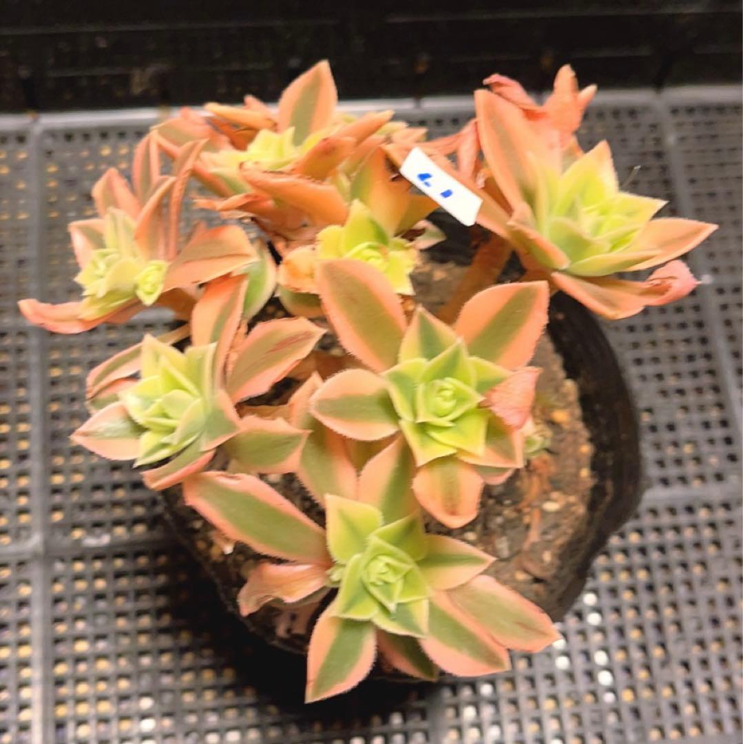 19#多肉植物❤️アエオニウム錦❤️ もみじ❤️枫葉❤️9-11頭14cm拔き苗