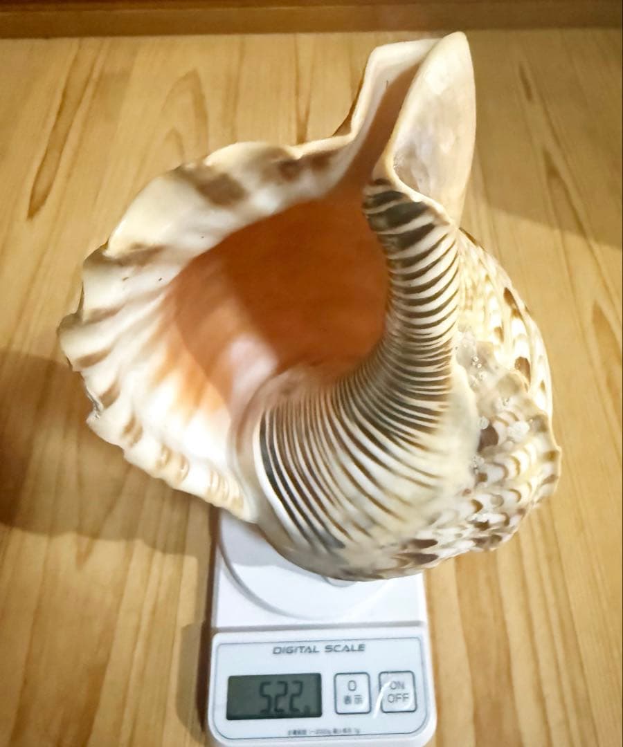法螺貝　ホラガイ　ほら貝❣️