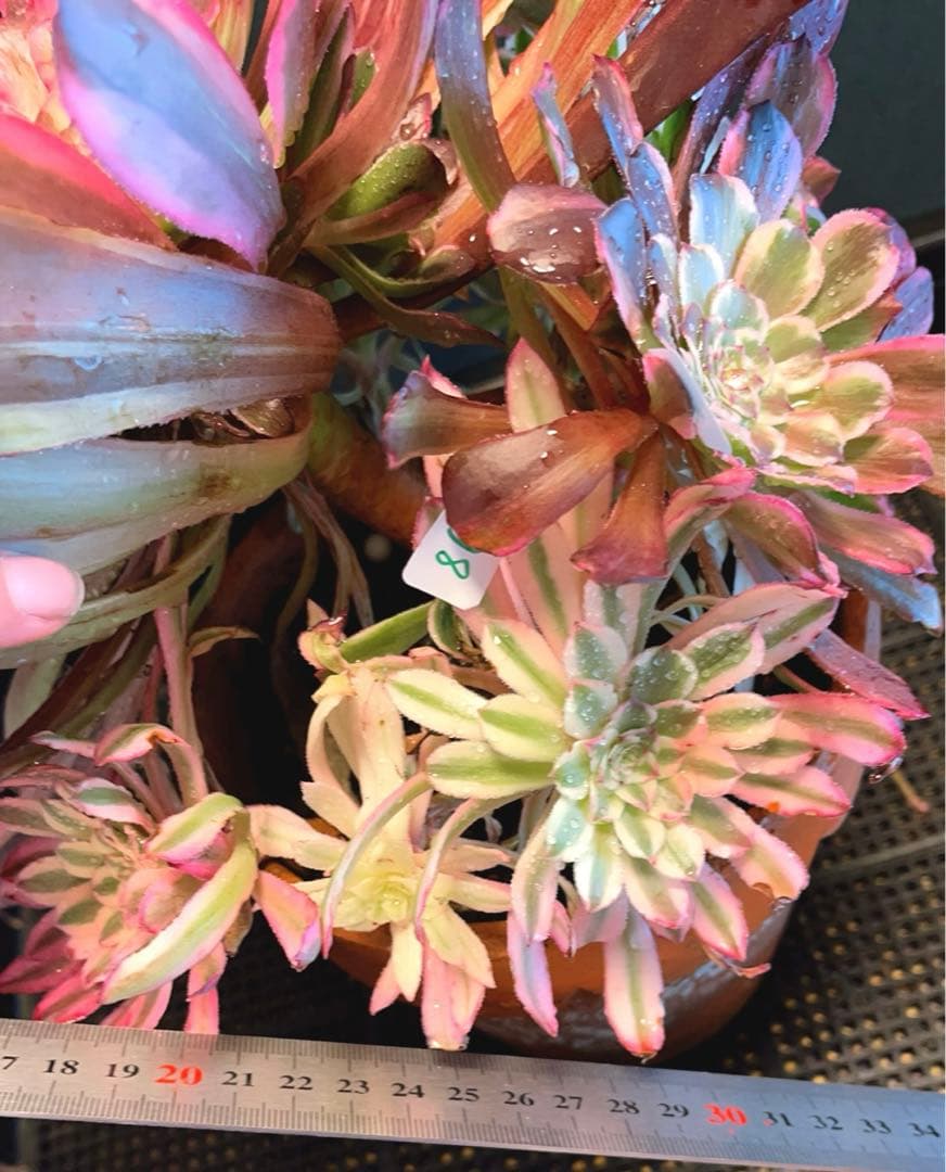 73#多肉植物アエオニウム錦❤️ 雲彩 ❤️1大頭7小頭6-8子芽27cm拨き苗