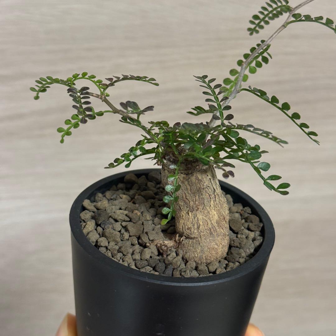 オペルクリカリア パキプス パワータンク根差し maceta鉢植え済み