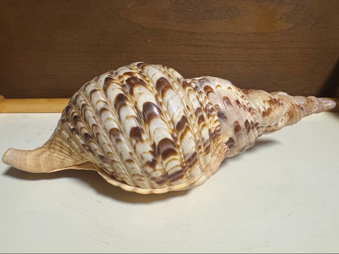 値下げ！法螺貝 ホラ貝 約34cm 783g / 不用品 現状渡し