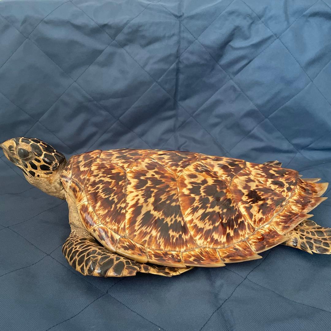 タイマイ　ウミガメ　剥製　国際希少野生動植物種登録票有り