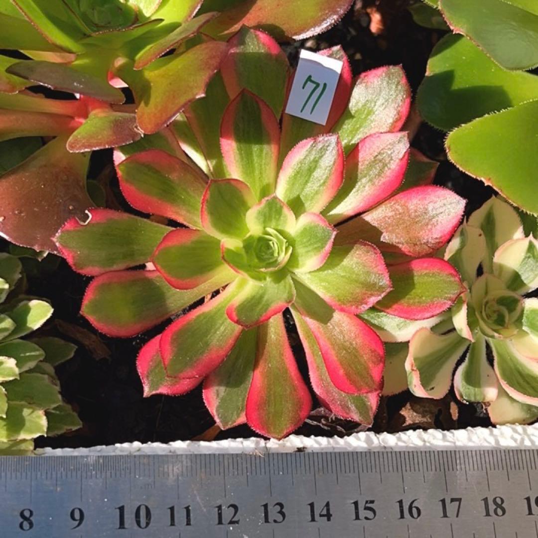 71#多肉植物アエオニウム錦❤️ オランダのバラ 錦❤️1頭9cm拔き苗
