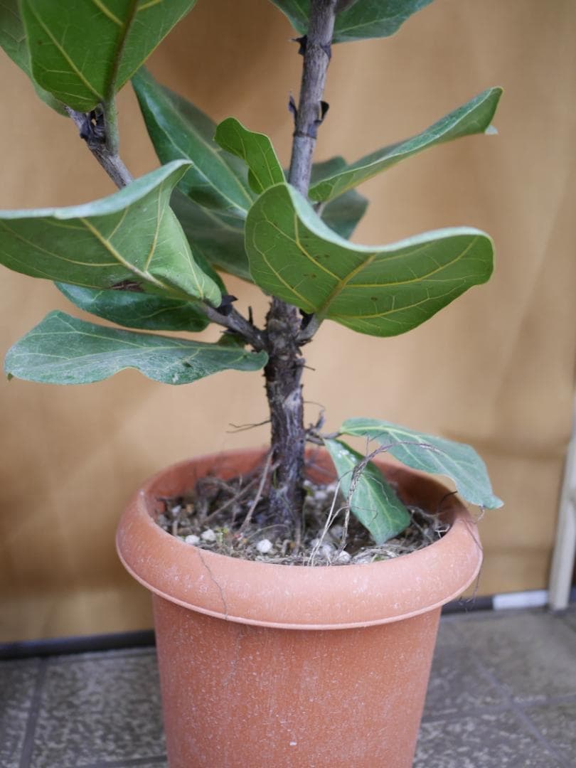 フィカス　カシワバゴムの木　観葉植物　8号　約115センチ