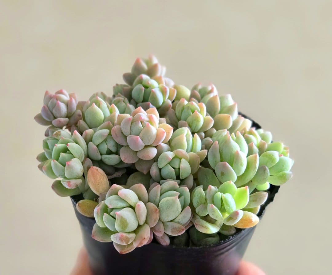 多肉植物♡ダーリーサンシャイン～ちび苗～つぶつぶ～♡ポットごと発送のお値段^^④