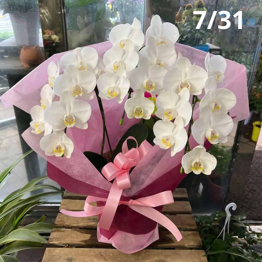 胡蝶蘭
