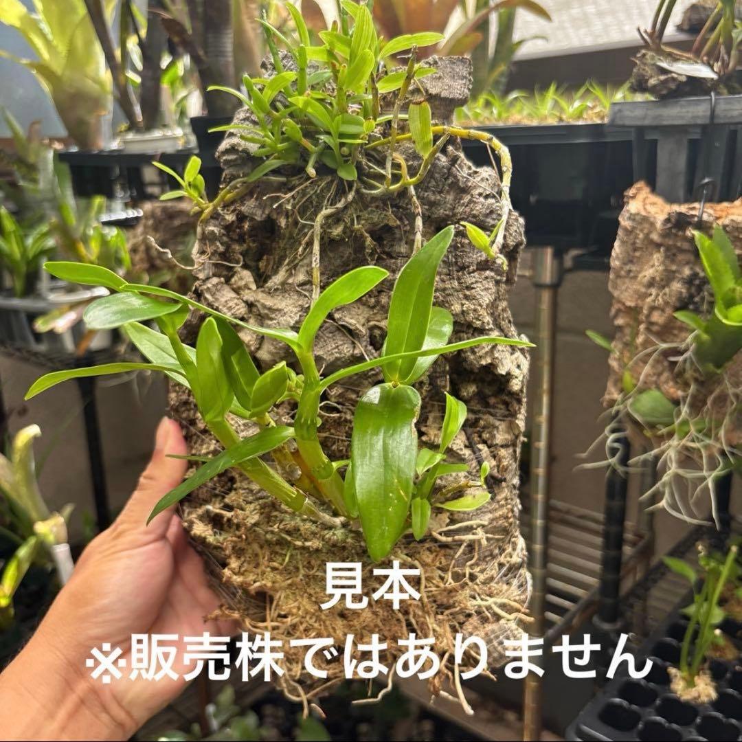 コルク着生にオススメ着生植物6種類セットＡ