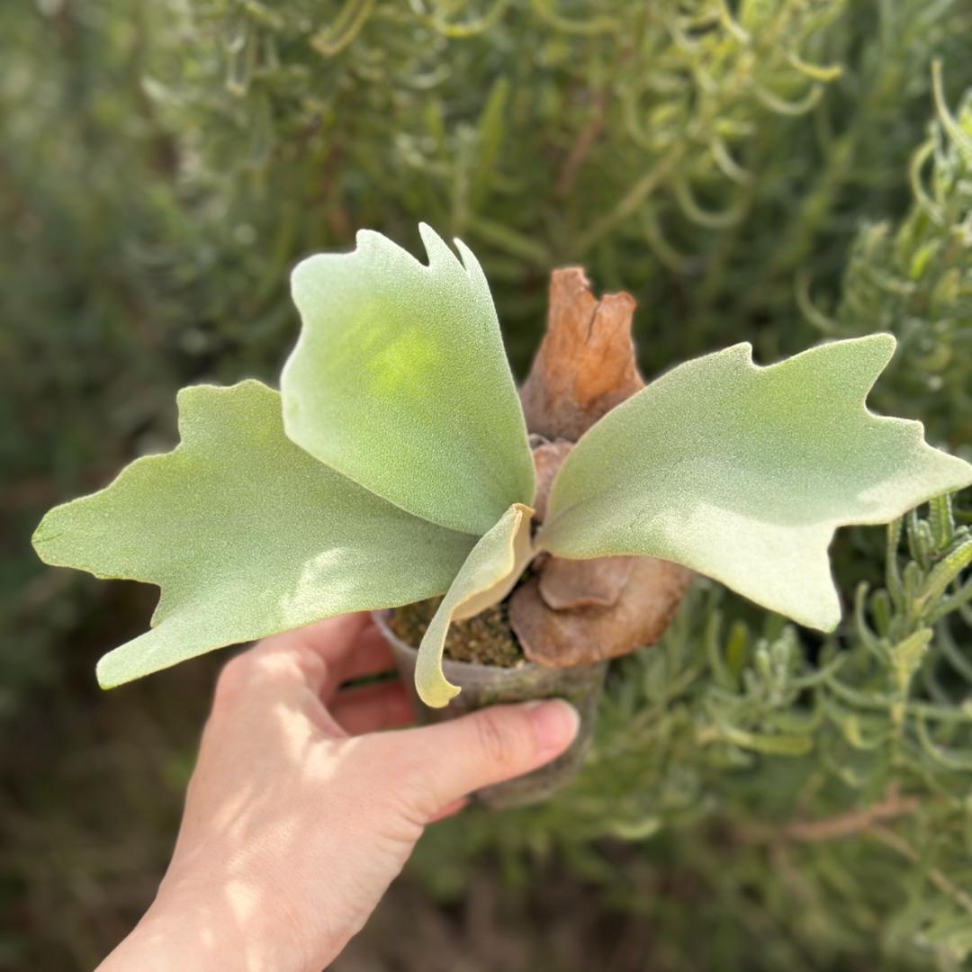 ビカクシダ P.willinckii Pearl Queen Spore 09