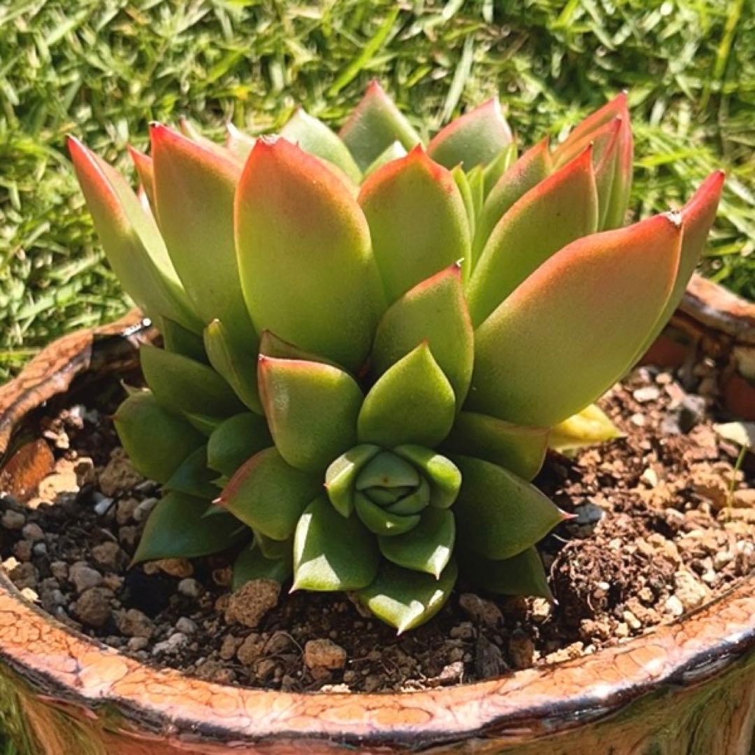 多肉植物❤️フロリディティール ❤️1大頭5小頭11cm拔き苗三年生セダム  おまけ