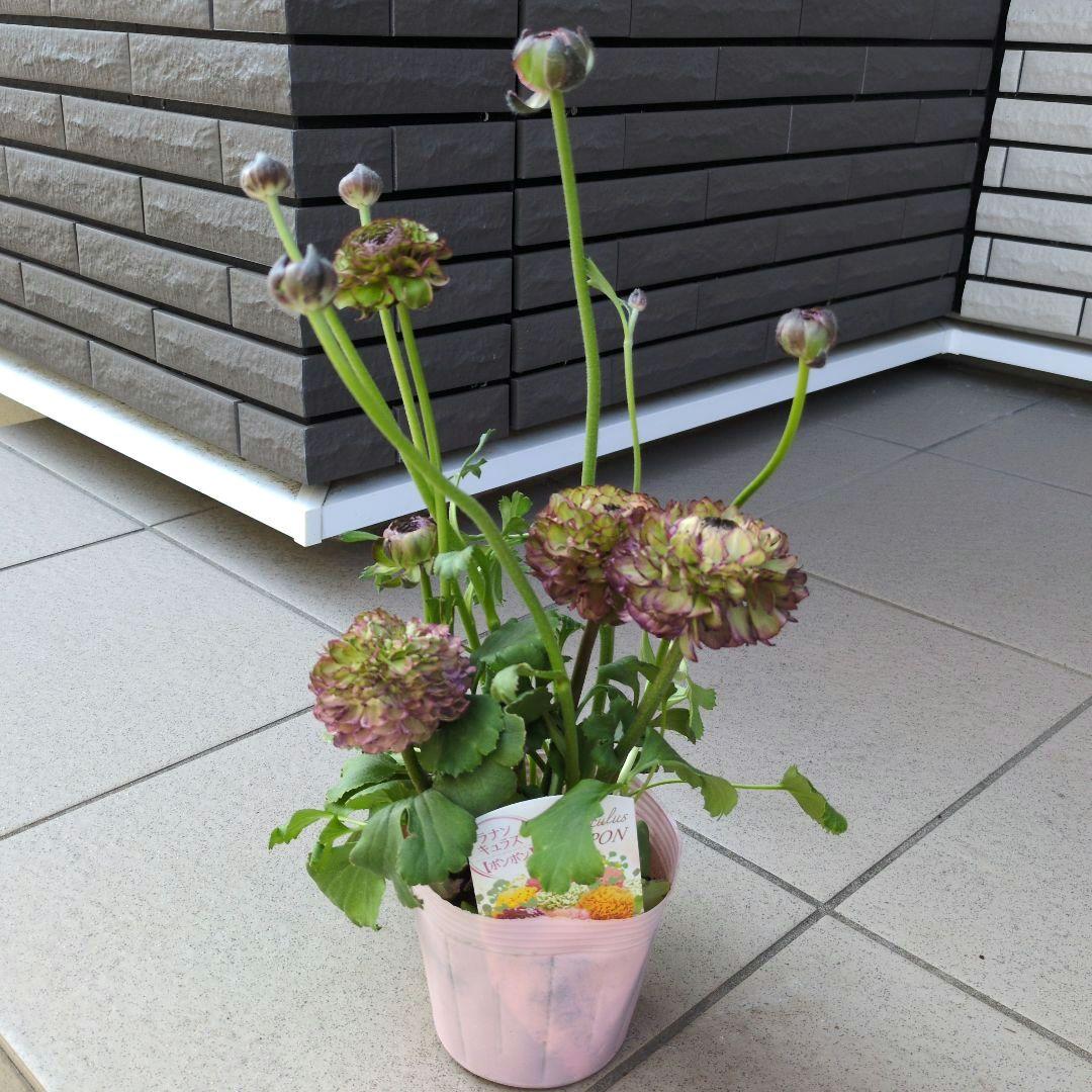 花苗　ラナンキュラス　ポンポン　４号　３ポットセット　花芽付き