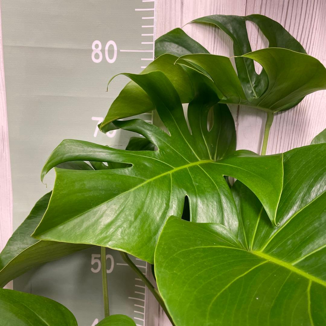 モンステラ 8号 観葉植物 インテリア 人気 大型