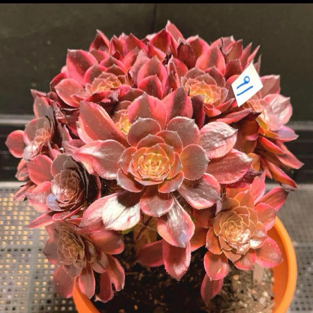 91#多肉植物アエオニウム錦❤️花火❤️ 18頭18cm 土付き出荷